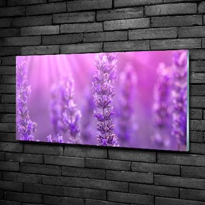 Quadro su vetro Lavanda