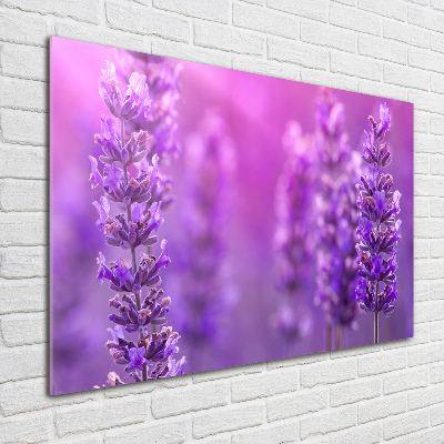 Quadro su vetro Lavanda