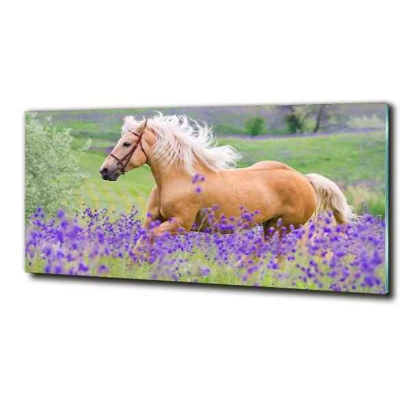 Quadro in vetro Un cavallo in un campo di lavanda