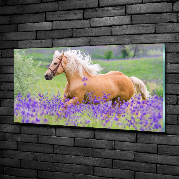 Quadro in vetro Un cavallo in un campo di lavanda