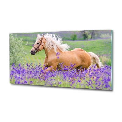 Quadro in vetro Un cavallo in un campo di lavanda