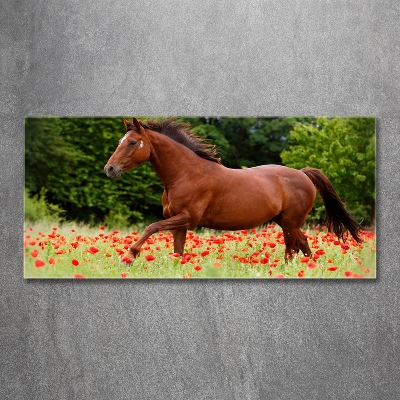 Quadro vetro Un cavallo in un campo di papaveri