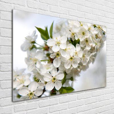 Quadro su vetro Fiori di ciliegio