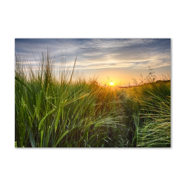 Quadro su vetro Campo di grano
