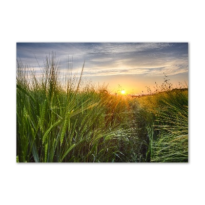 Quadro su vetro Campo di grano