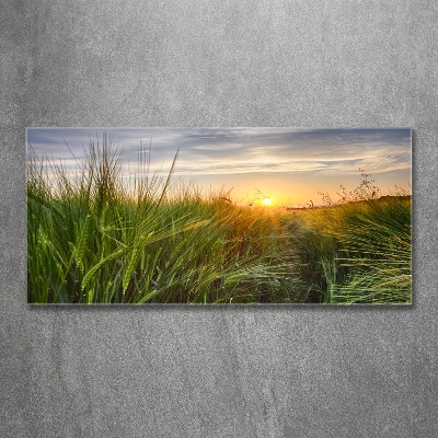 Quadro su vetro Campo di grano