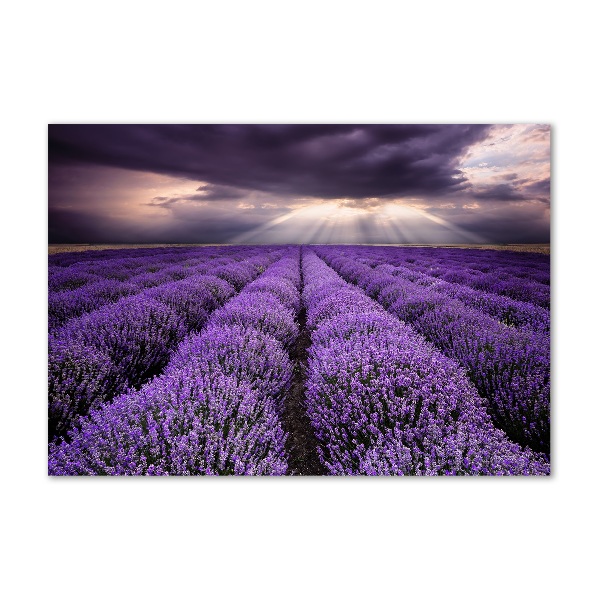 Quadro vetro Campo di lavanda