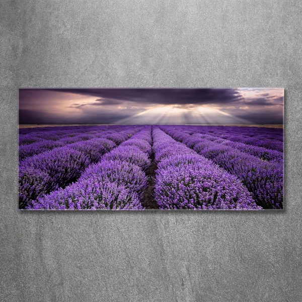 Quadro vetro Campo di lavanda