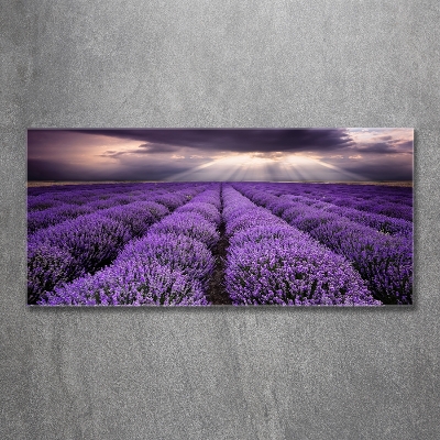 Quadro vetro Campo di lavanda