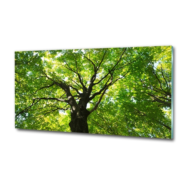 Quadro in vetro Foresta verde