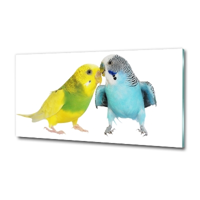 Quadro su vetro Pappagalli ondulati
