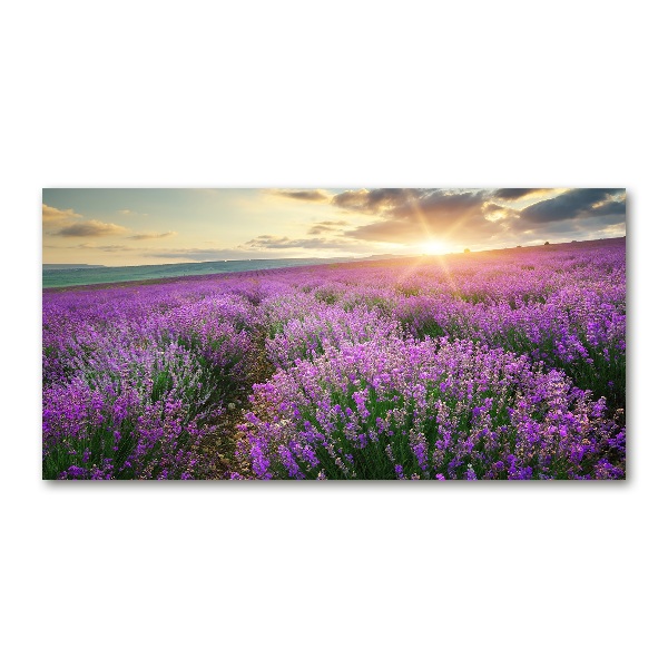 Quadro su vetro Campo di lavanda