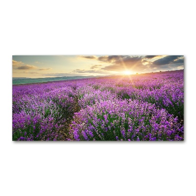 Quadro su vetro Campo di lavanda
