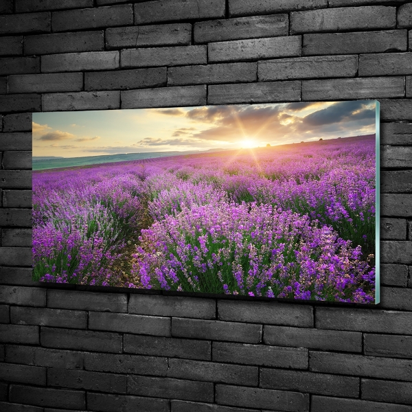 Quadro su vetro Campo di lavanda