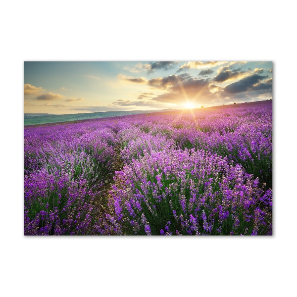 Quadro su vetro Campo di lavanda