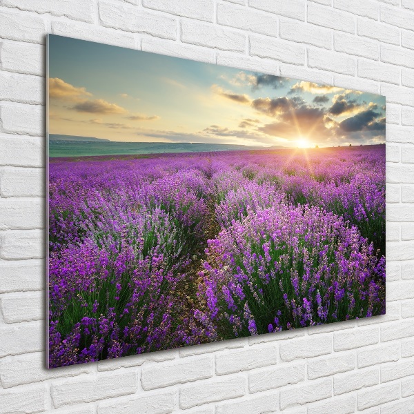 Quadro su vetro Campo di lavanda