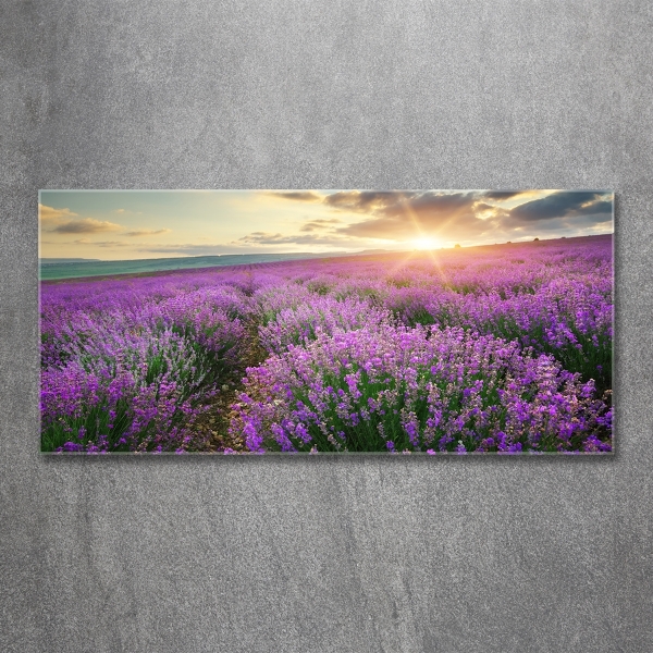 Quadro su vetro Campo di lavanda