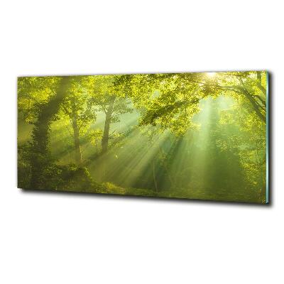 Quadro su vetro Foresta al sole