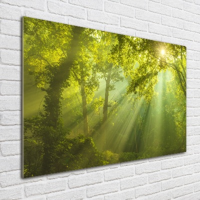 Quadro su vetro Foresta al sole