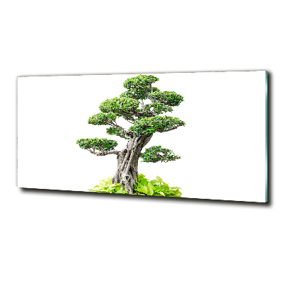 Quadro vetro Albero bonsai
