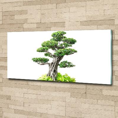 Quadro vetro Albero bonsai