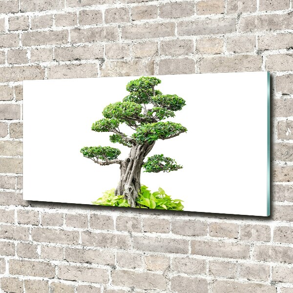 Quadro vetro Albero bonsai