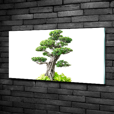 Quadro vetro Albero bonsai
