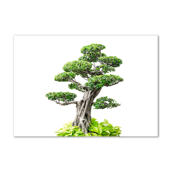 Quadro vetro Albero bonsai
