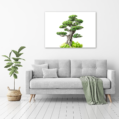 Quadro vetro Albero bonsai