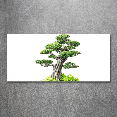Quadro vetro Albero bonsai
