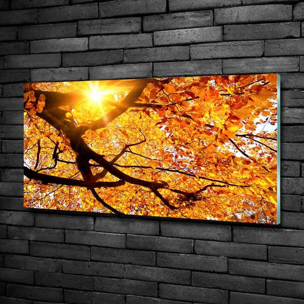 Quadro in vetro Chioma autunnale dell'albero