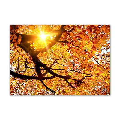 Quadro in vetro Chioma autunnale dell'albero