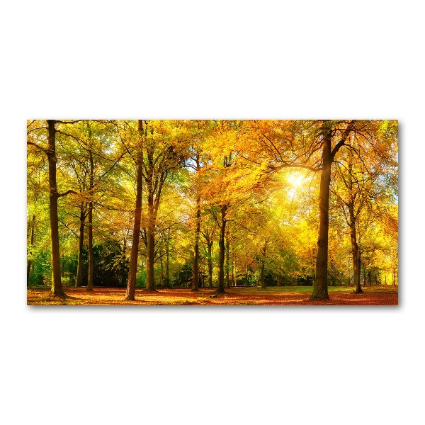 Quadro su vetro Foresta in autunno