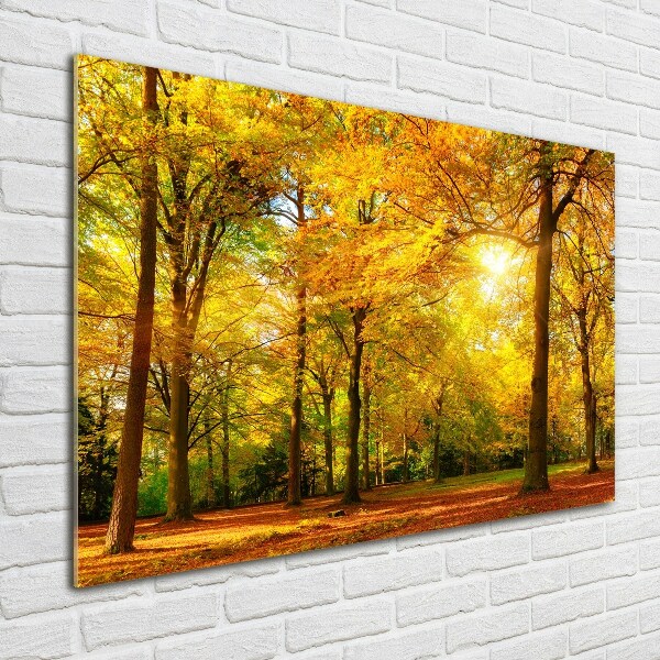 Quadro su vetro Foresta in autunno