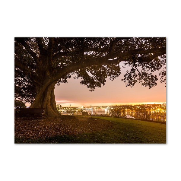 Quadro su vetro Vecchio albero