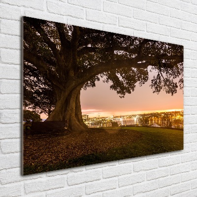 Quadro su vetro Vecchio albero