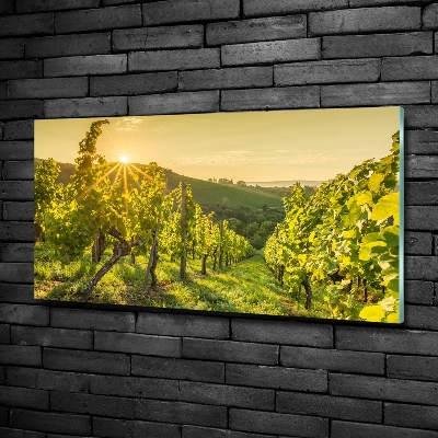 Quadro su vetro Vigneto