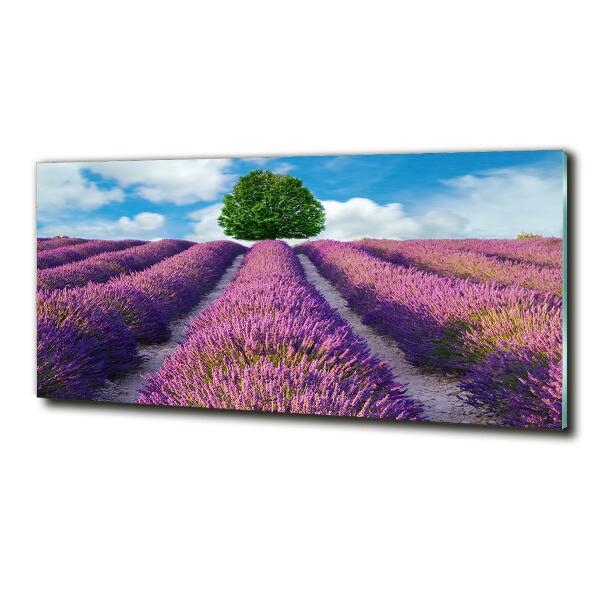 Quadro su vetro Campo di lavanda