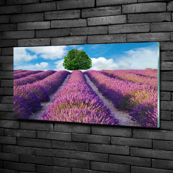 Quadro su vetro Campo di lavanda