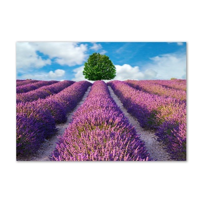 Quadro su vetro Campo di lavanda