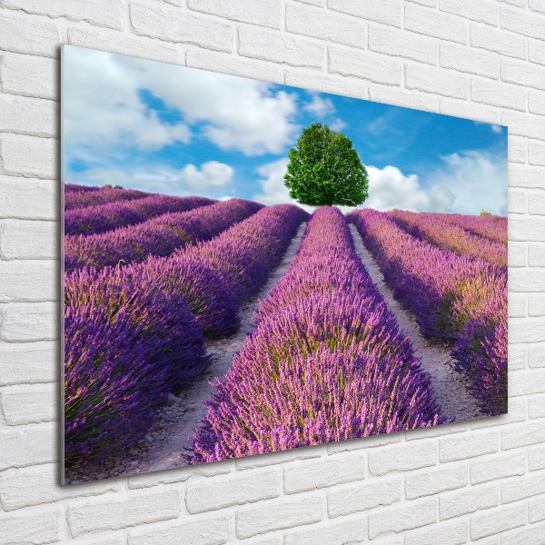 Quadro su vetro Campo di lavanda