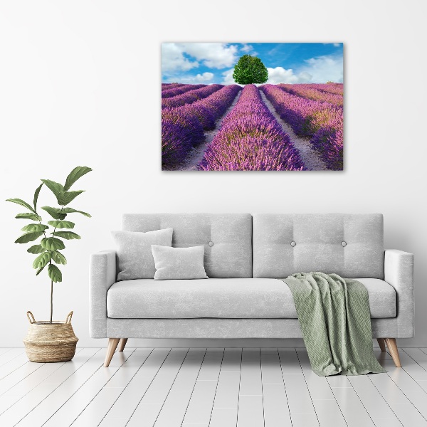 Quadro su vetro Campo di lavanda