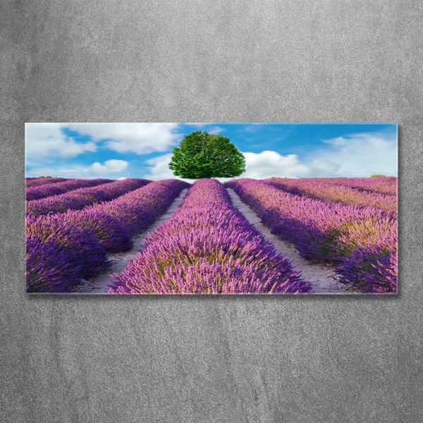Quadro su vetro Campo di lavanda