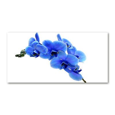 Quadro su vetro Orchidea blu
