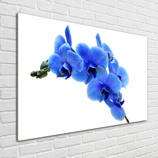 Quadro su vetro Orchidea blu