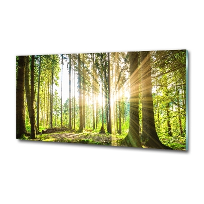 Quadro vetro Foresta al sole