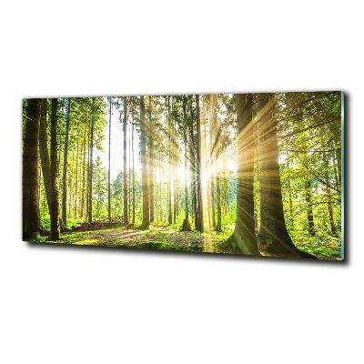 Quadro vetro Foresta al sole