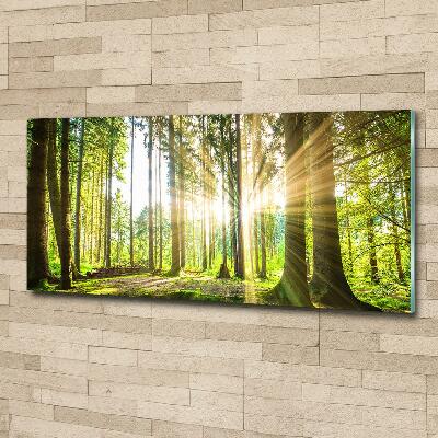 Quadro vetro Foresta al sole