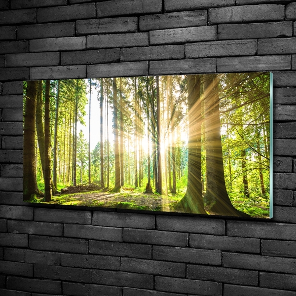 Quadro vetro Foresta al sole