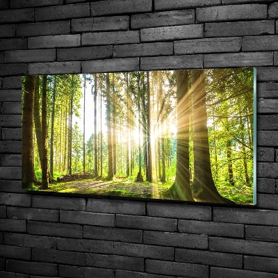 Quadro vetro Foresta al sole
